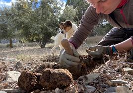 Un perro trufero y su dueña buscan trufas en una finca.