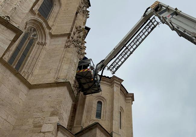 Labores de los bomberos para la retirada de nidos.