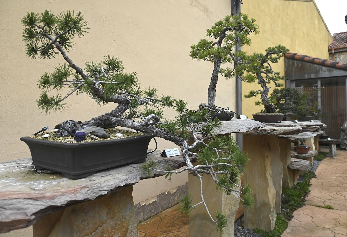 Museo del Bonsai de Villagonzalo Pedernales