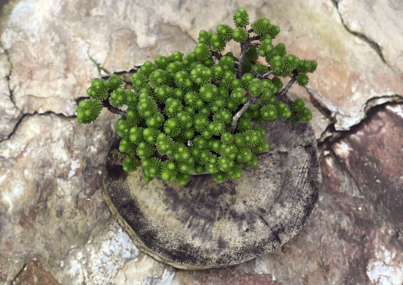 Museo del Bonsai de Villagonzalo Pedernales