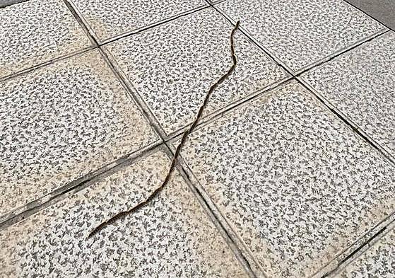 Procesionaria en el entorno del Asilo de Aranda de Duero.