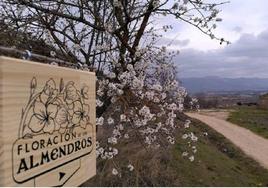 Ruta de los almendros en flor en Poza de la Sal.