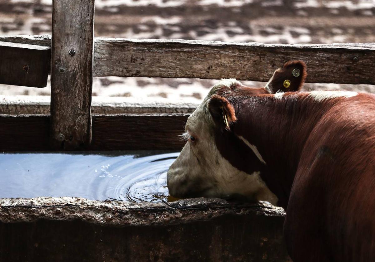 Aumenta el consumo de pollo y caballo y cae el de vacuno.