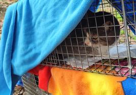 Gato capturado de una colonia para después volver a ser puesto en libertad.