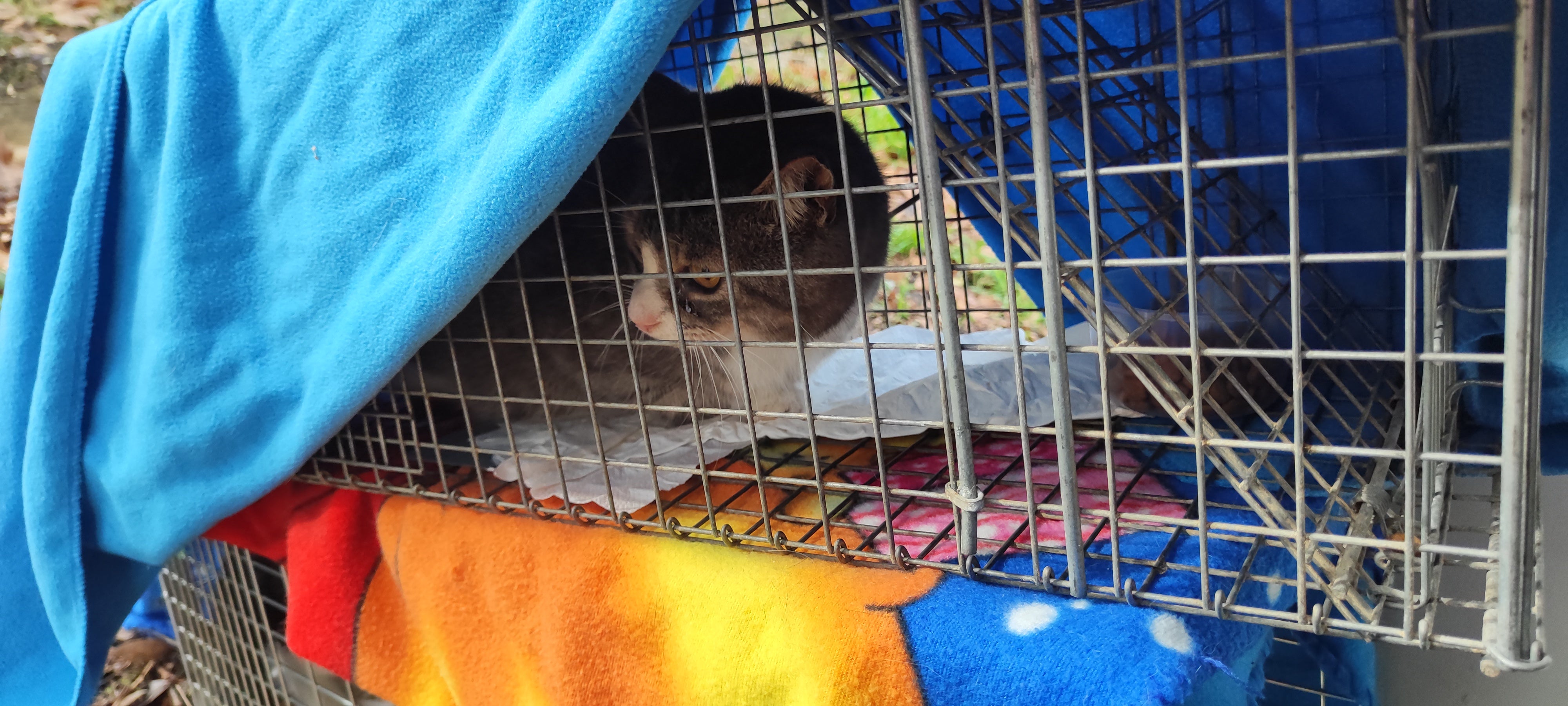 Gato capturado de una colonia para después volver a ser puesto en libertad.