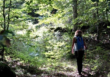 Un estudio analizará en Burgos el impacto de los baños de bosque en las personas con diabetes