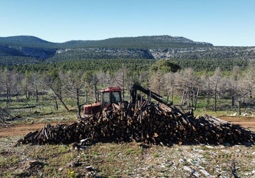 Las sabinas quemadas del Arlanza reviven para reconstruir un icónico escenario de cine en Burgos