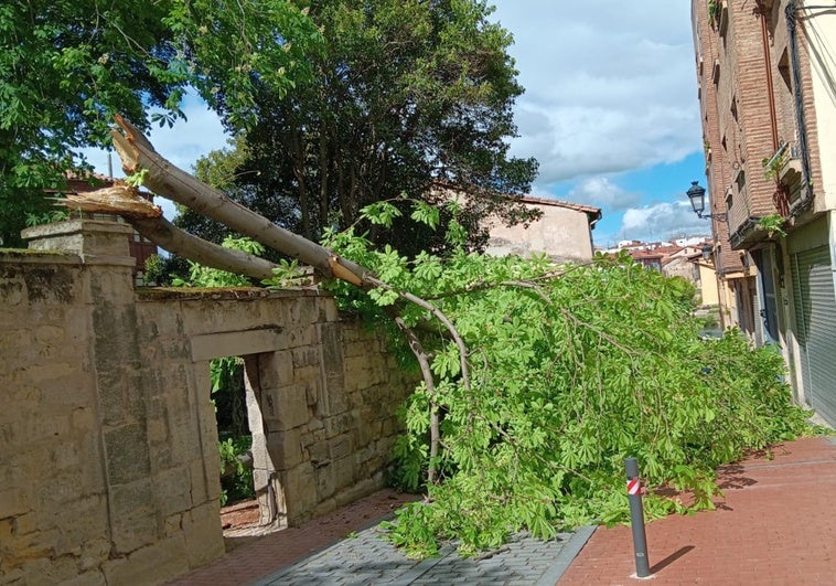 Uno de los árboles del casco histórico se ha caído en mitad de la calle de la Independencia