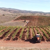 Fuentenebro pone en valor los viñedos de altura como reto ambiental de futuro