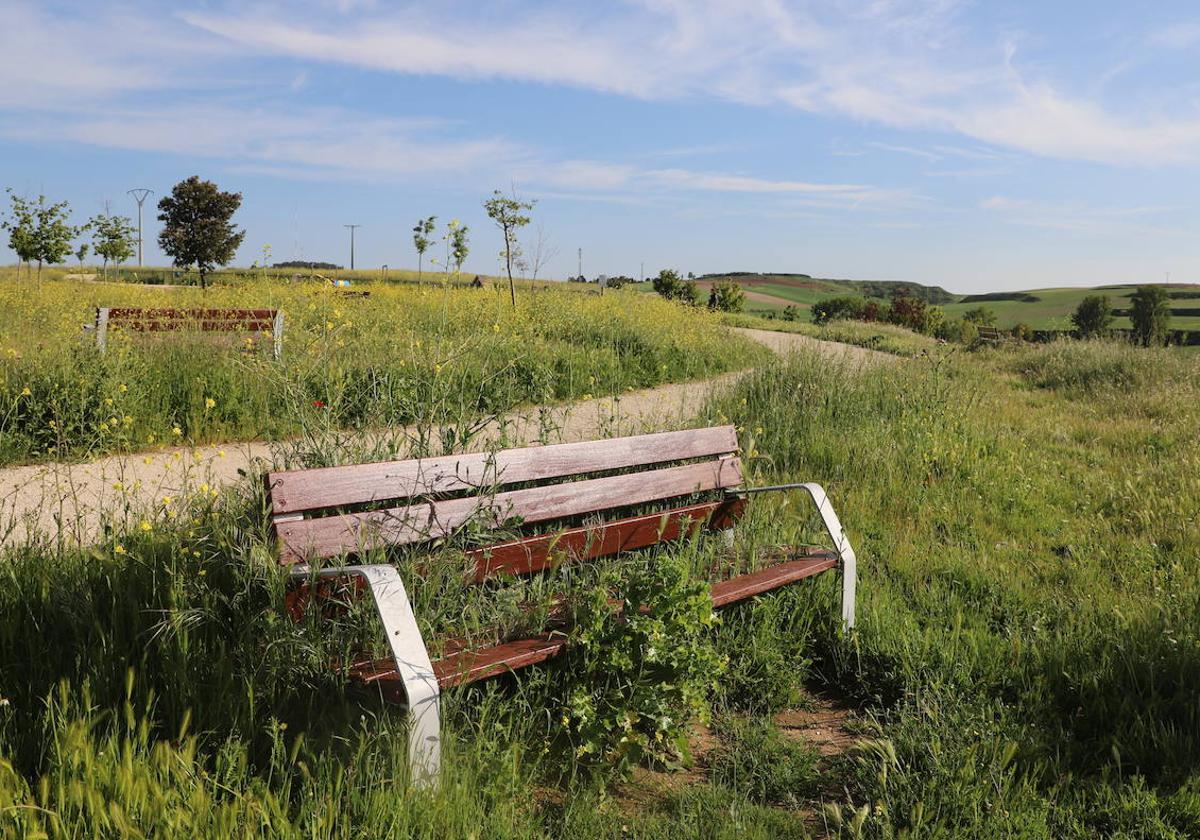 Denuncian el crecimiento de una «selva» abandonada en la zona sur de Burgos