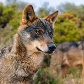 Tres clanes de lobo garantizan su cría y se asientan en la Demanda