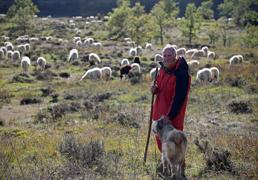 Los pastores de Burgos que conviven con el lobo gracias a la innovación, la ecología y los conocimientos familiares