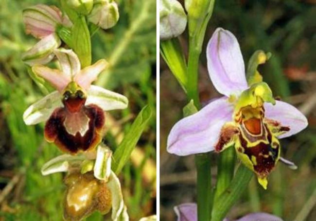 Orquídeas que han florecido en Burgos.