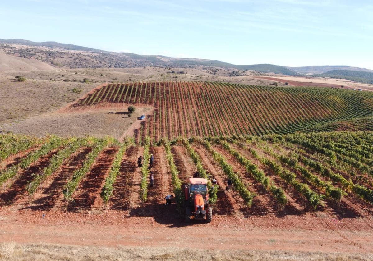 Los retos de la viticultura en Ribera del Duero a debate en Aranda