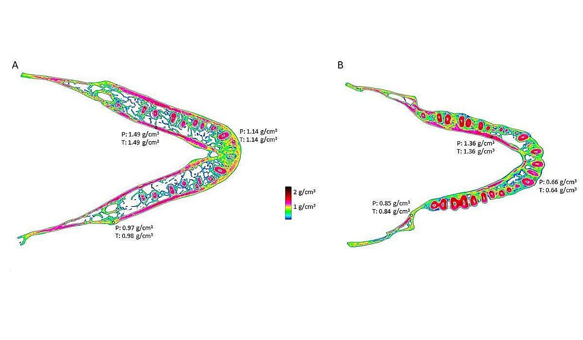 Variación del contenido mineral de dos mandíbulas de mono.
