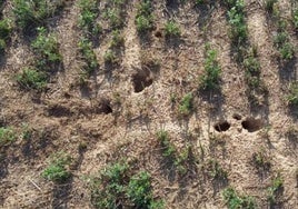 Imagen de archivo de una parcela de alfalfa afectada por la plaga de topillos.