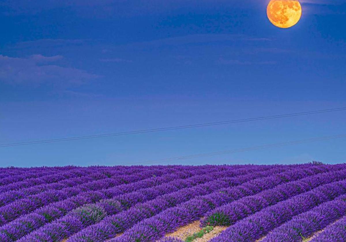 Campo de lavanda en Caleruega.