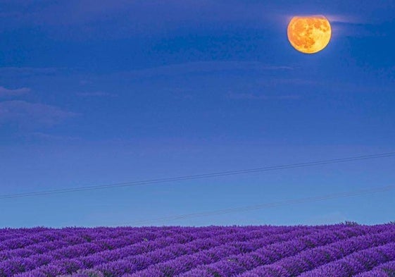 Campo de lavanda en Caleruega.