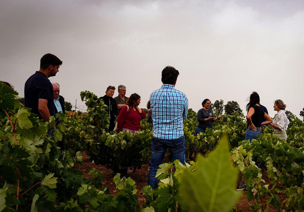 La Ruta del Vino de Ribera del Duero se mantiene como la tercera zona vitivinícola más visitada del país.