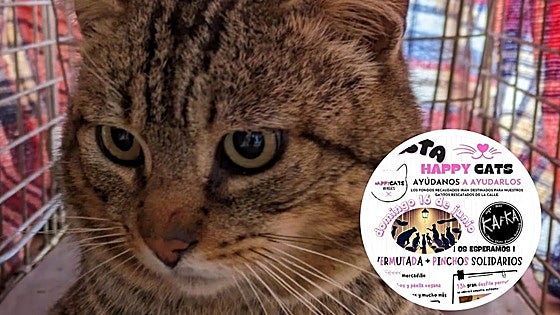 Juegos, comida y desfiles para concienciar sobre el abandono y rescate de gatos de Burgos