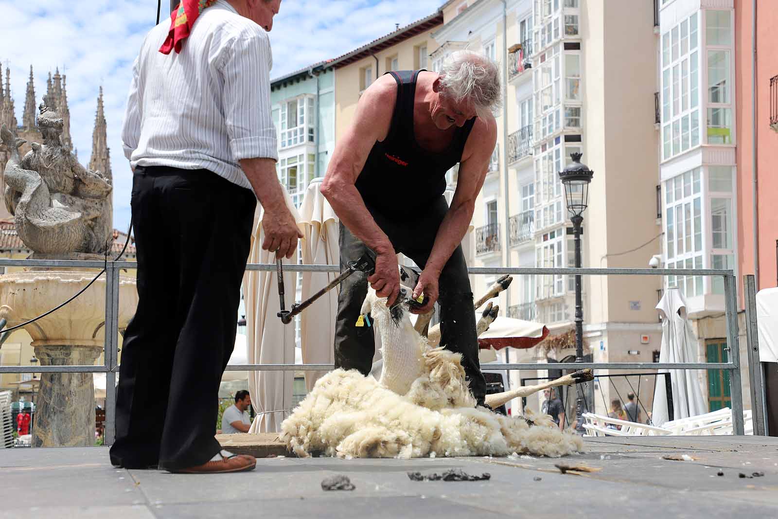 La celebración del esquileo en Burgos, en imágenes