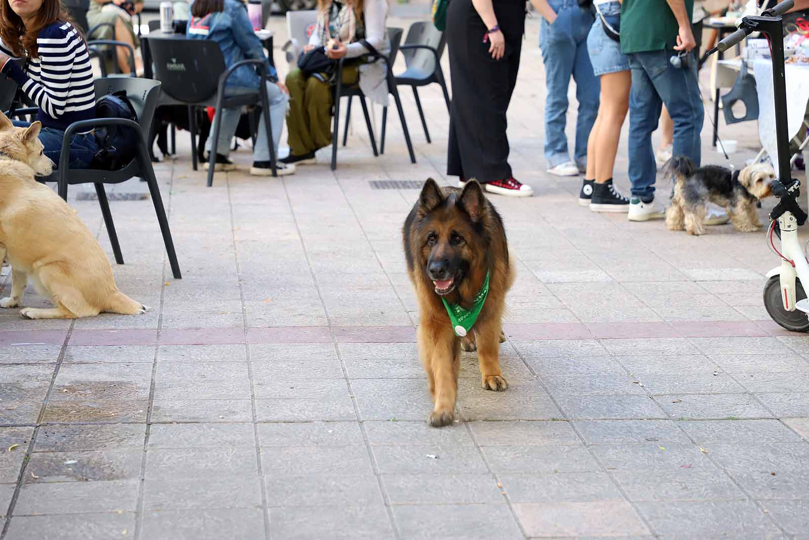 Jugar para aprender a cuidar y respetar a los animales