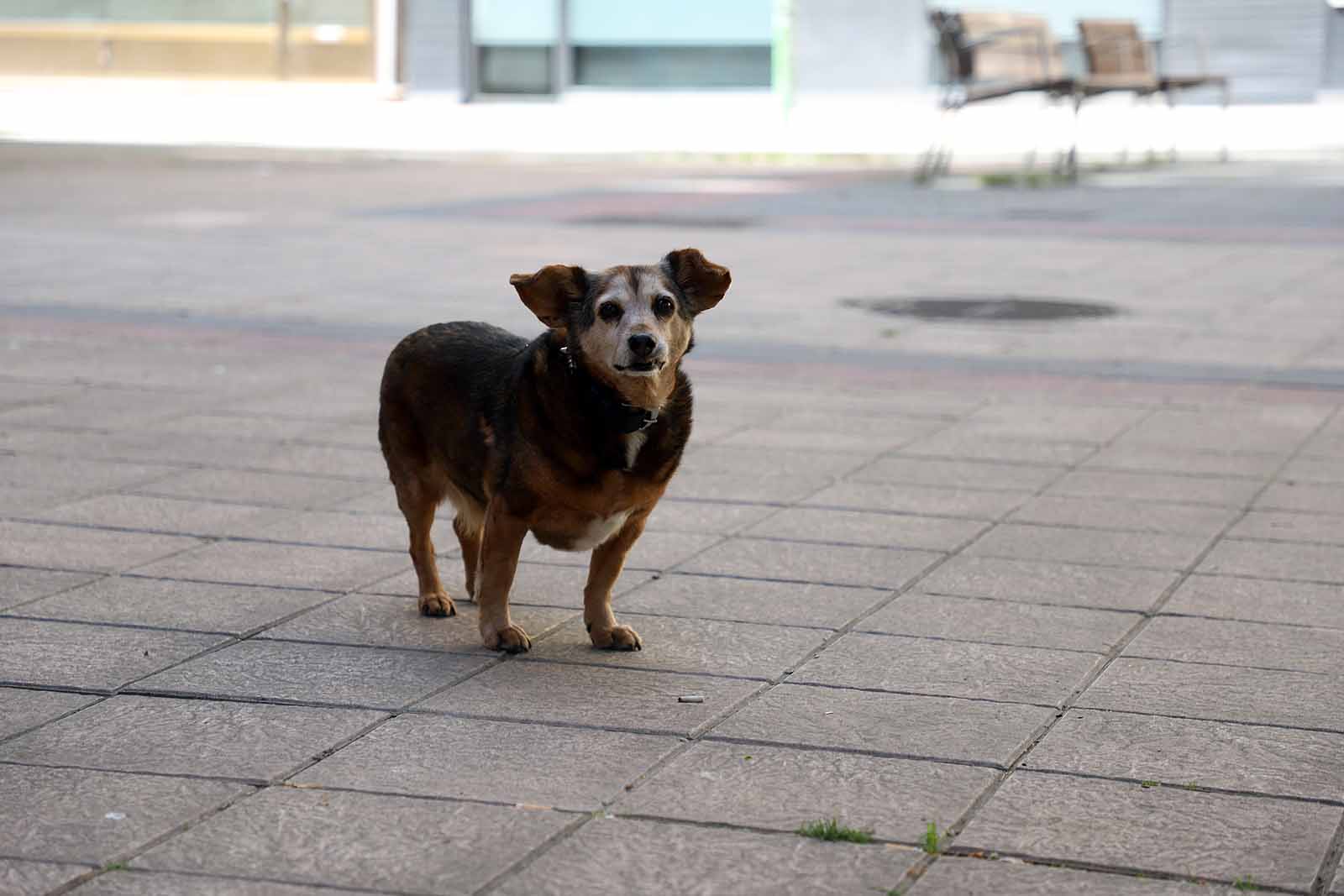 Jugar para aprender a cuidar y respetar a los animales