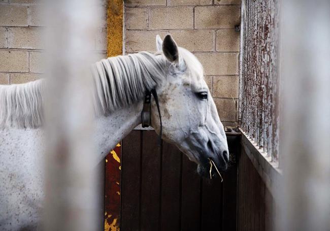 Un caballo en las instalaciones de Mil Encinas. APM