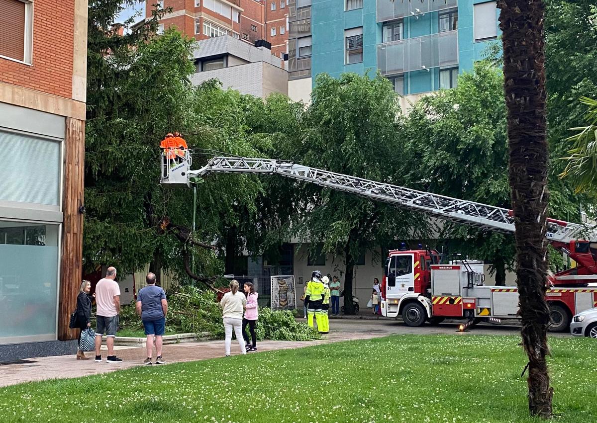 Imagen secundaria 1 - Ramas caídas por la tormenta en Burgos. 