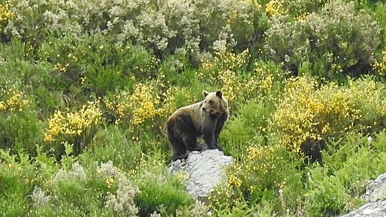 Un oso pardo visita las Merindades y causa daños de 9.000 euros en decenas de colmenas