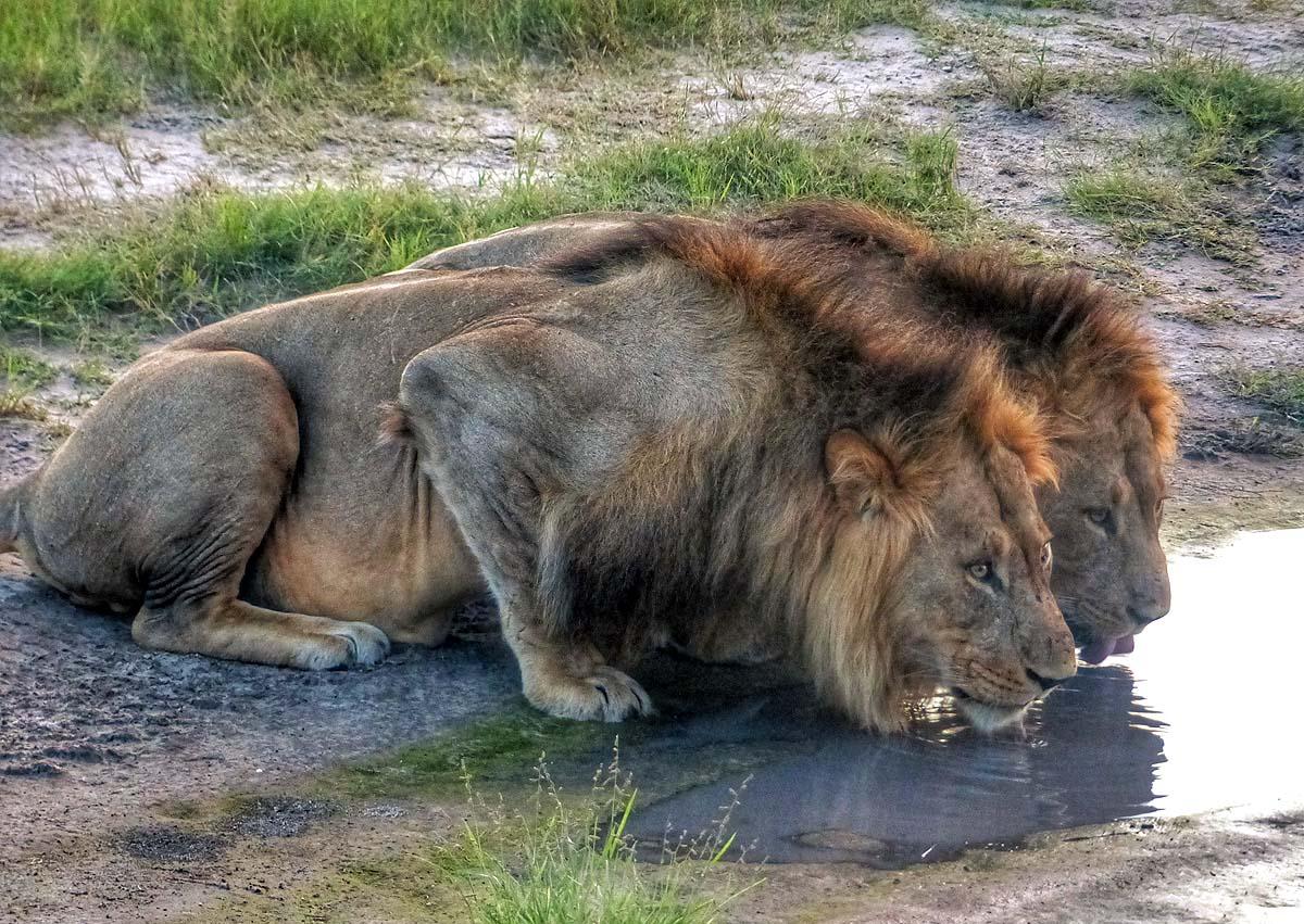 Imagen secundaria 1 - Safari Etosha en Namibia y en Savuti (Botswana).