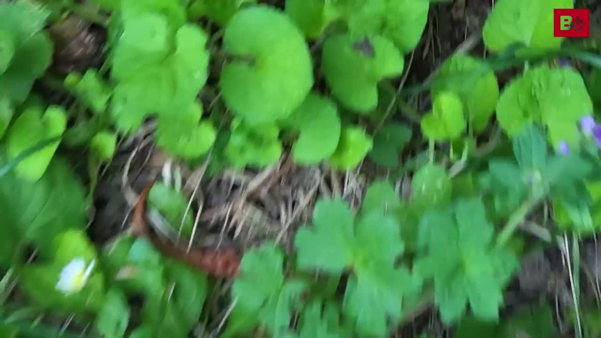 Conoce la fauna y la flora de Burgos