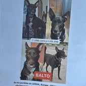 Los influencers se vuelcan para encontrar al perro perdido tras un accidente en Lerma