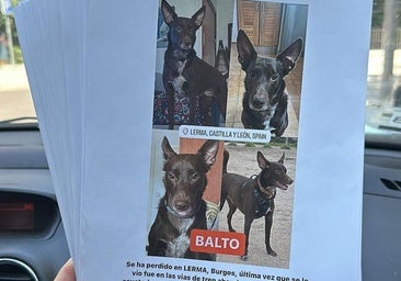 Los influencers se vuelcan para encontrar al perro perdido tras un accidente en Lerma