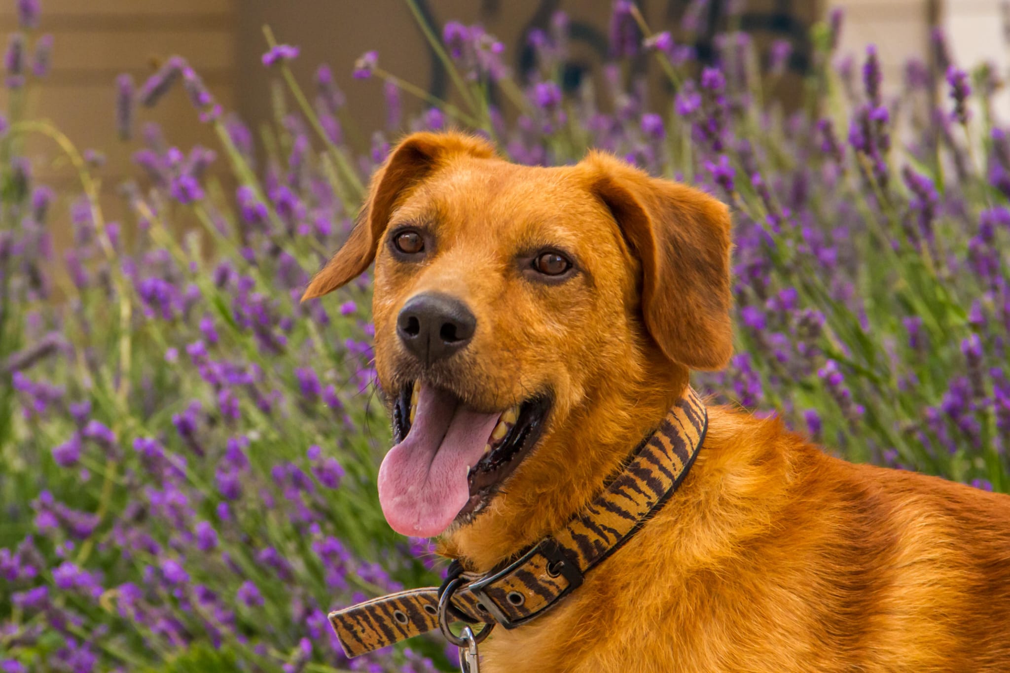 Estos son algunos de los perros que están en adopción en Burgos