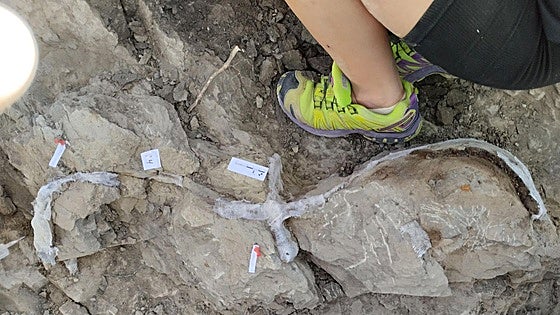 Hallados restos de dinosaurios desconocidos en la Sierra de la Demanda