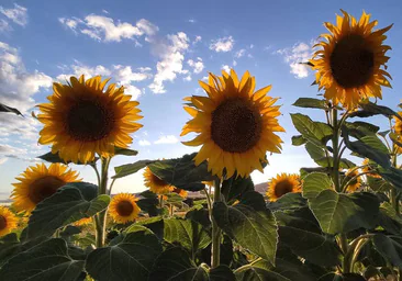 Girasoles con arte, una ruta que une cultura y naturaleza en la provincia de Burgos