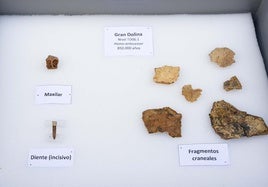 Diente de una hembra de 25 años de Homo antecessor junto a otros restos óseos.