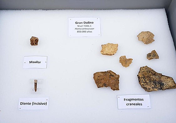 Diente de una hembra de 25 años de Homo antecessor junto a otros restos óseos.