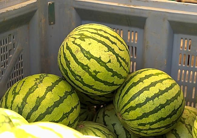 Sandías de temporada en un mercado en Burgos.