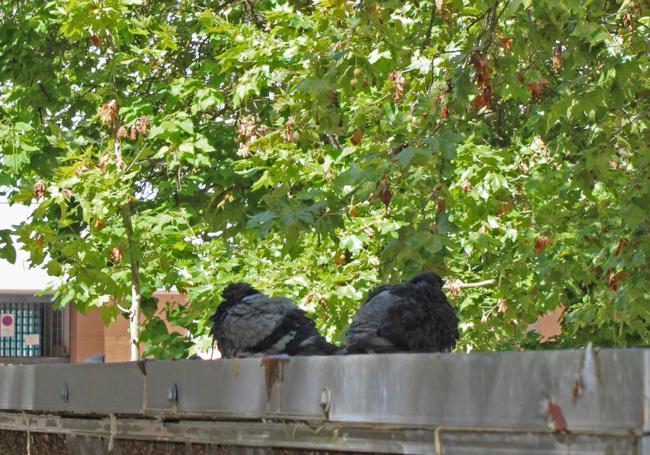 Palomas refrescándose en una fuente de Burgos.