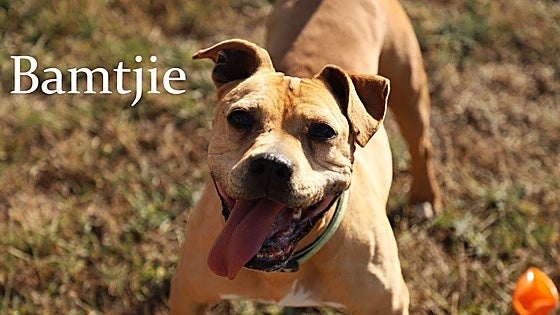 Estos son algunos de los perros que están en adopción en Burgos