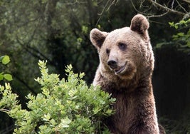 Un ejemplar de oso pardo cantábrico.