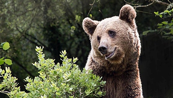 La Junta destinará tres millones para la mejora del hábitat del oso pardo