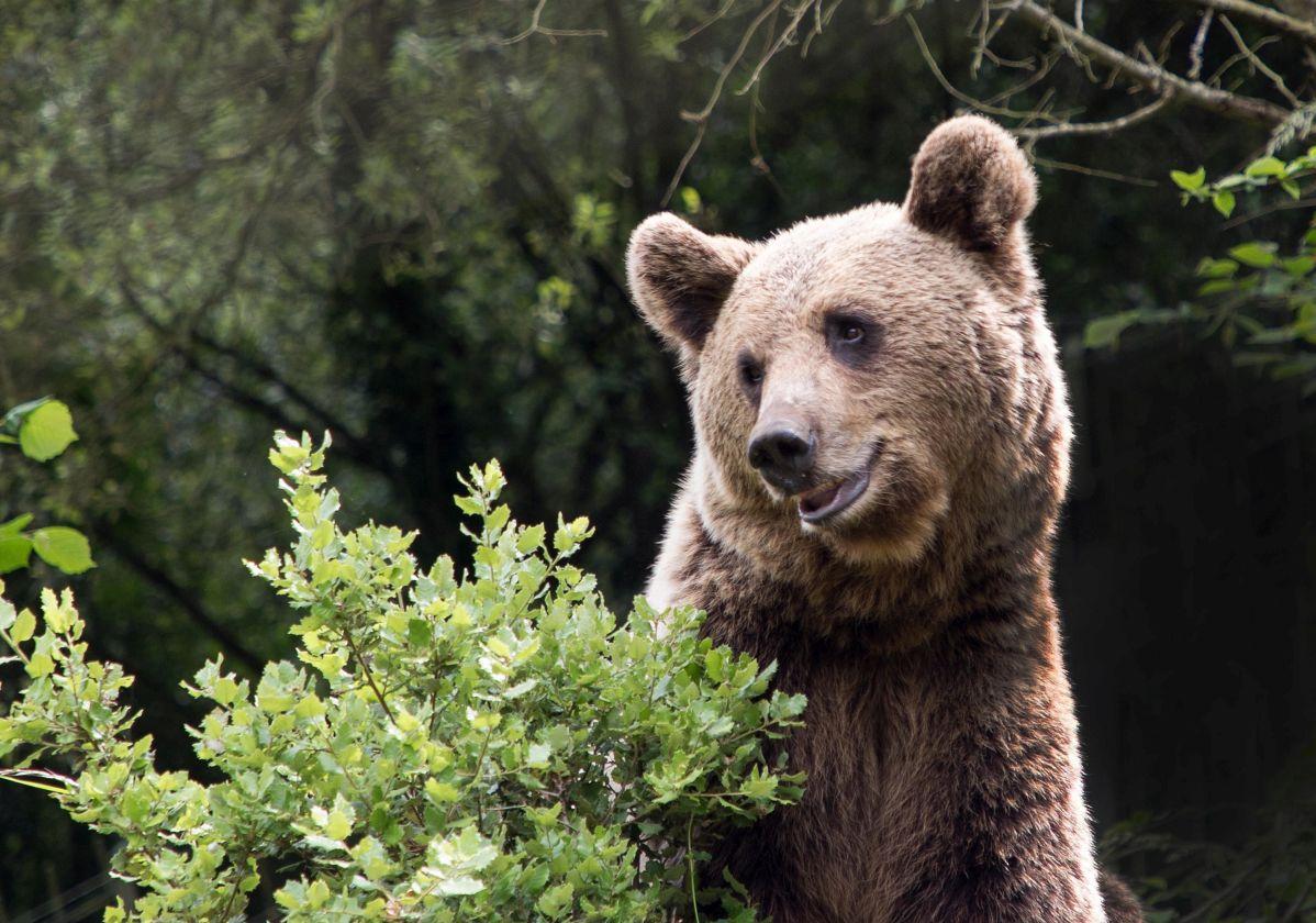 Un ejemplar de oso pardo cantábrico.