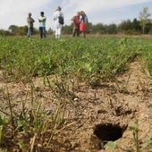 La plaga de topillos afecta ya a unas 20.000 hectáreas de Castilla y León