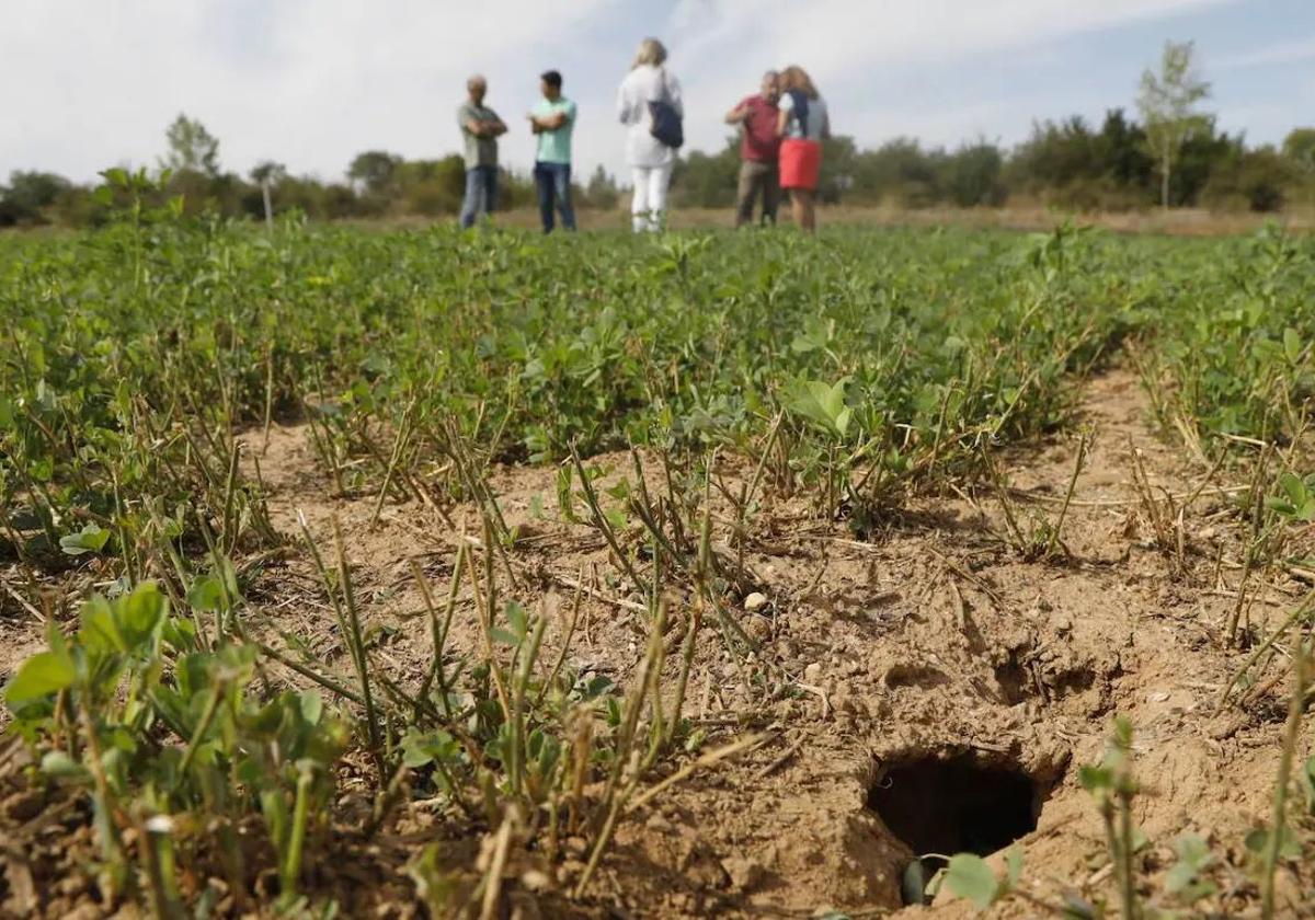 Las organizaciones agrarias avisan de la prolfieración de topillos.