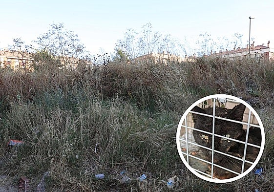 Maleza y basura de una zona de Burgos.