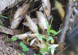 Peces muertos en el río Arlanzón.