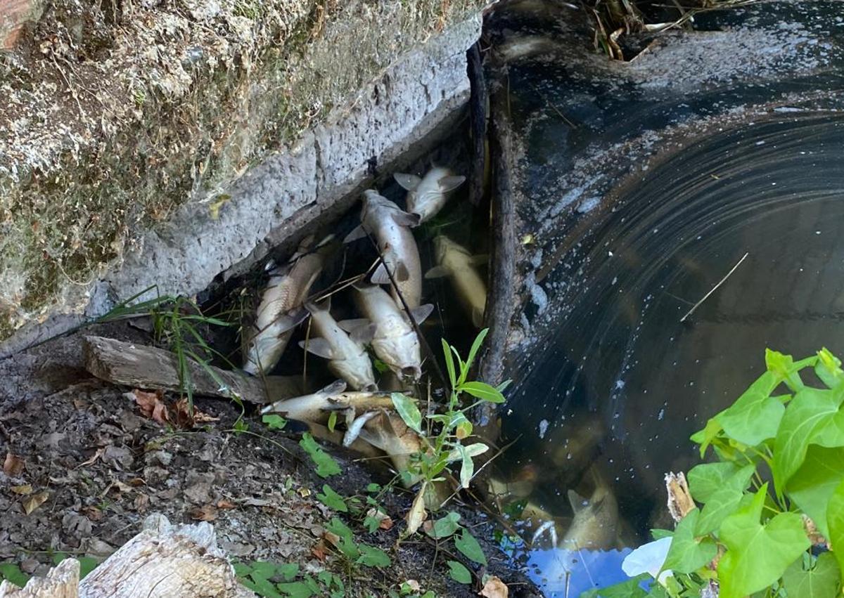 Imagen secundaria 1 - Más zonas del río con los peces muertos.